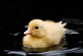 Duck photo