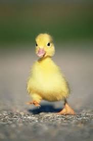 Duck photo 2